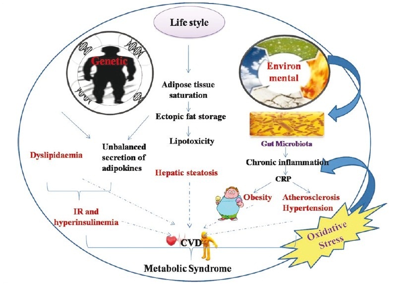 lifecycle